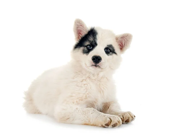 Joven Yakutian Laika Delante Fondo Blanco — Foto de Stock