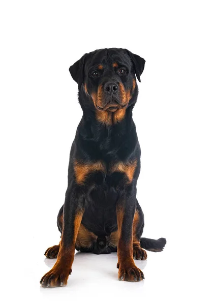 Beyaz Arkaplan Önünde Safkan Rottweiler — Stok fotoğraf