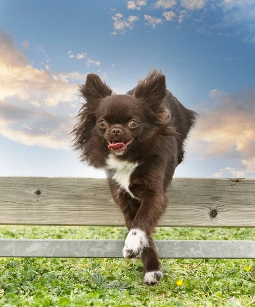 Träning För Chihuahua Ett Staket För Lydnadsdisciplin — Stockfoto