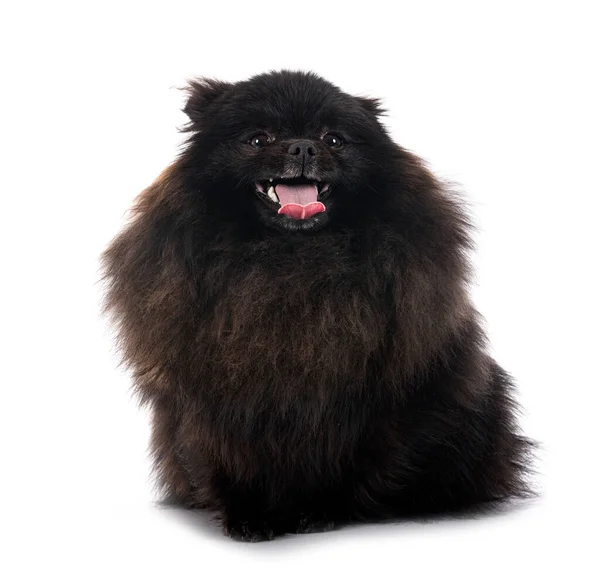 Young Pomeranian Front White Background — Stock Photo, Image