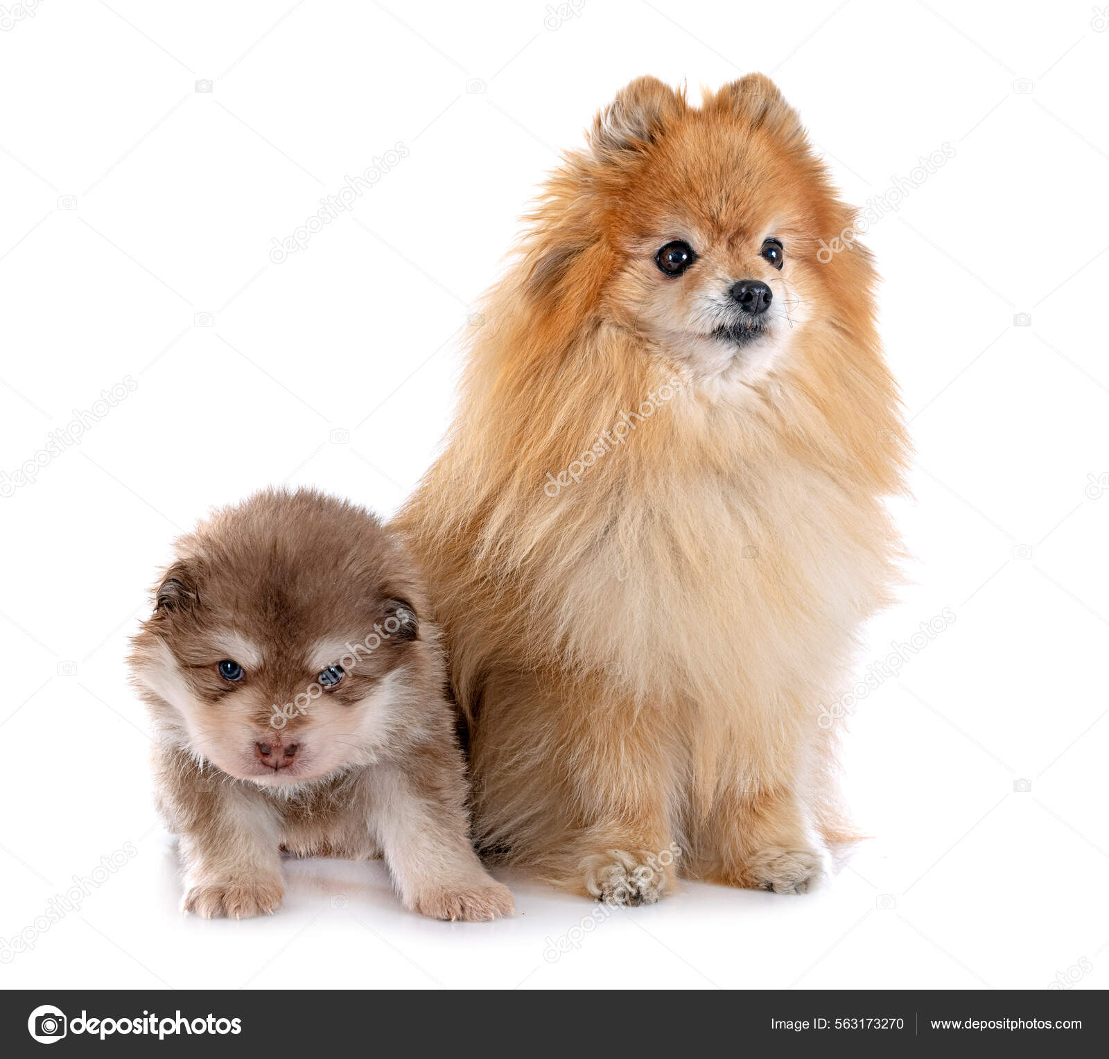 Finnish Spitz Spitz Group Of Dogs Finnish Spitz Spitz White Dog