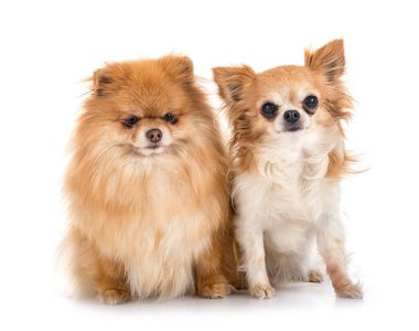 Genç Pomeranian ve Chihuahua beyaz arkaplan önünde