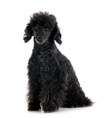 Beyaz arka planda siyah kaniş