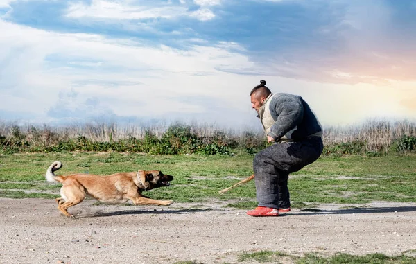 Genç Belçikalı çoban köpeği doğada güvenlik eğitimi alıyor.