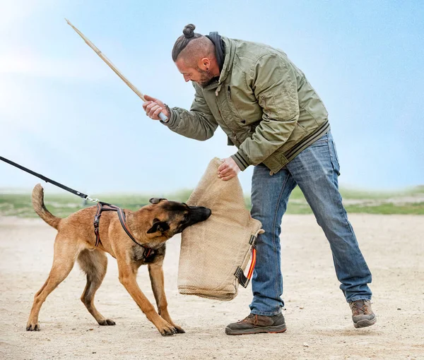 Young Belgian Shepherd Training Nature Security — Stock Photo, Image