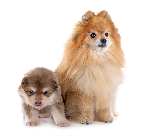 芬兰小狗Lapphund和Spitz在白色背景前 — 图库照片