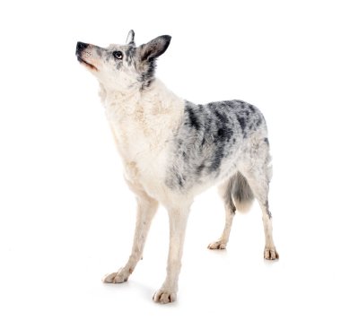 Beyaz arkaplan önünde eski bir sınır çoban köpeği