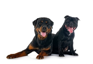 Stamfordshire Boğa Teriyeri ve Rottweiler beyaz arka planda