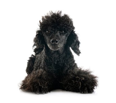 Beyaz arka planda siyah kaniş