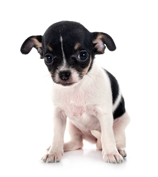 Λίγο Chihuahua Μπροστά Από Λευκό Φόντο — Φωτογραφία Αρχείου