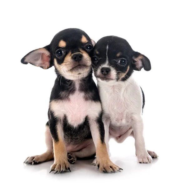 Chihuahuas Frente Fondo Blanco — Foto de Stock