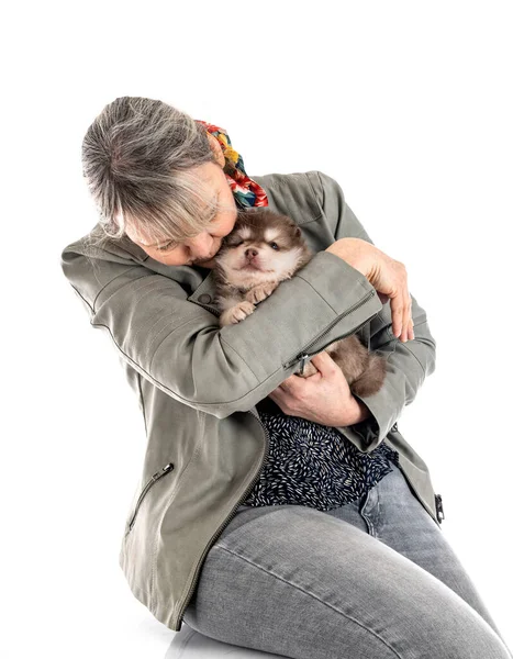 Cucciolo Finlandese Lapphund Proprietario Fronte Sfondo Bianco — Foto Stock