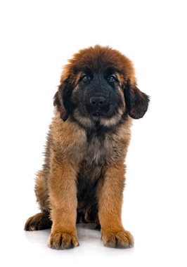 Genç Leonberger beyaz arkaplanın önünde
