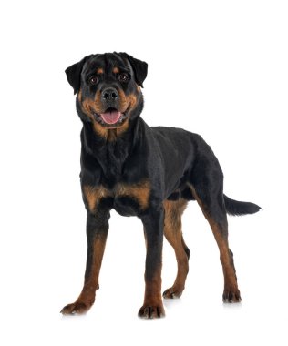 Beyaz arkaplan önünde safkan rottweiler