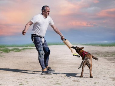 Genç Belçikalı çoban köpeği doğada güvenlik eğitimi alıyor.