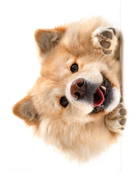 Finnischer Lapphund Vor Weißem Hintergrund — Stockfoto