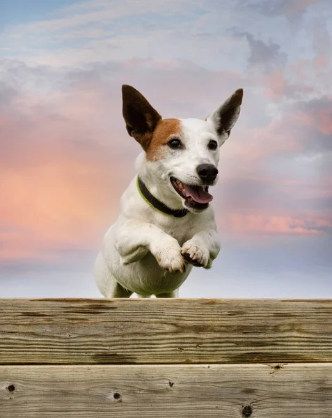 Εκπαίδευση Για Ένα Jack Russel Terrier Φράχτη Για Πειθαρχία Υπακοής — Φωτογραφία Αρχείου