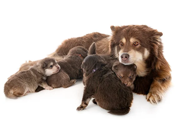 Jong Fins Lapphund Voorkant Van Witte Achtergrond — Stockfoto