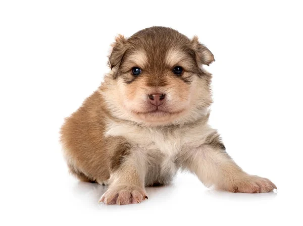 Young Finnish Lapphund Front White Background — Stock Photo, Image