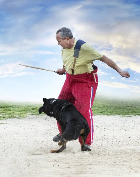 Formação Jovens Rottweiler Para Esporte Proteção Polícia — Fotografia de Stock