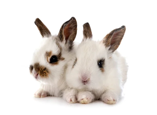 Jonge Miniatuur Konijnen Voorkant Van Witte Achtergrond — Stockfoto