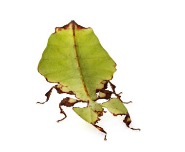 Beyaz arka plan önünde böcek sopa