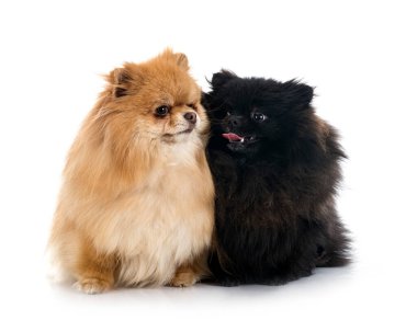 Beyaz arkaplan önünde genç Pomeranyalılar