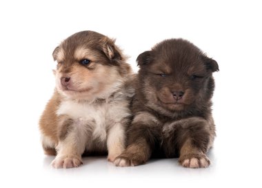 Beyaz arka planda genç Fin Lapphundları