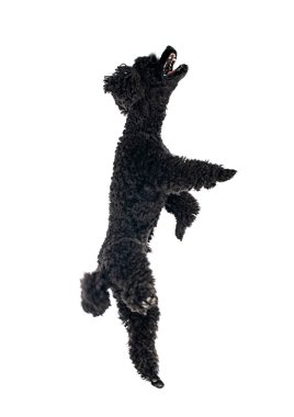 Beyaz arka planda siyah kaniş