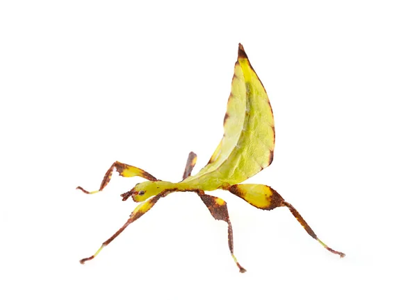 Stick Insect Front White Background — Stock Photo, Image