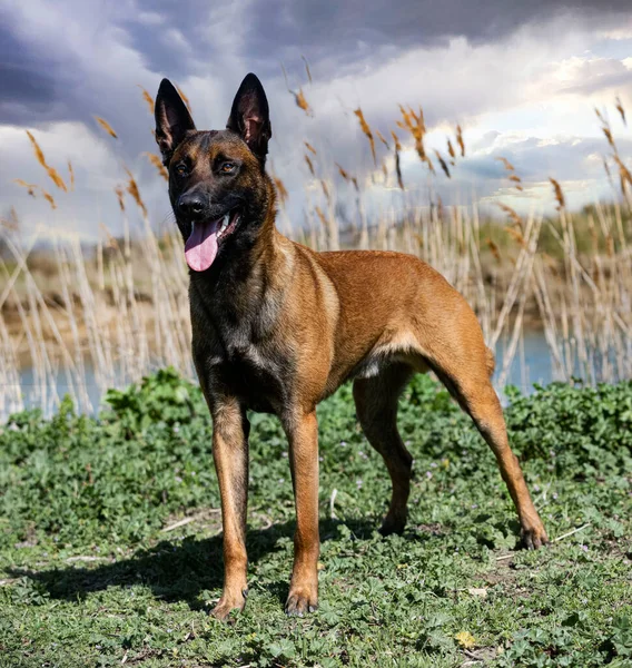 Genç Belçikalı Çoban Köpeği Doğada Güvenlik Eğitimi Alıyor — Stok fotoğraf