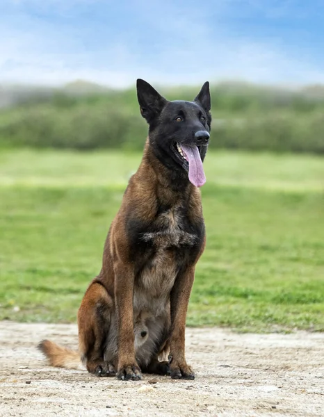 Young Belgian Shepherd Training Nature Security — Φωτογραφία Αρχείου