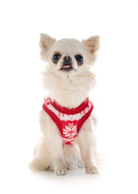 Beyaz arka planda küçük bir chihuahua