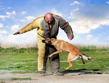 Genç Belçikalı çoban köpeği doğada güvenlik eğitimi alıyor.