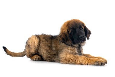 Genç Leonberger beyaz arkaplanın önünde