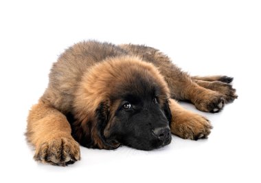 Genç Leonberger beyaz arkaplanın önünde