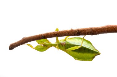 Beyaz arka plan önünde böcek sopa