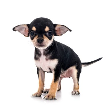 Beyaz arka planda küçük bir chihuahua