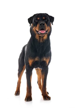 Beyaz arkaplan önünde safkan rottweiler
