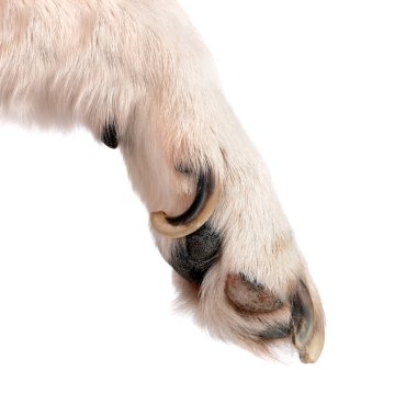 Beyaz arka planda köpek pençesi ve tırnakları