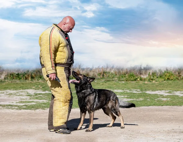 Gri Alman çoban köpeği güvenlik ve koruma eğitimi alıyor. 