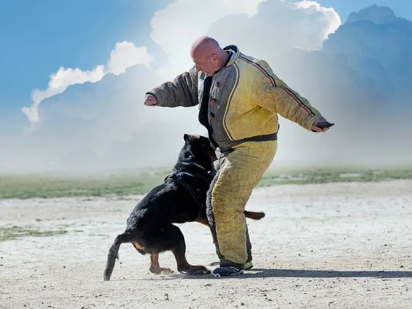 Genç Rottweiler Doğada Korunma Eğitimi Alıyor — Stok fotoğraf