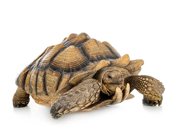 Afrikansk Sporrad Sköldpadda Framför Vit Bakgrund — Stockfoto
