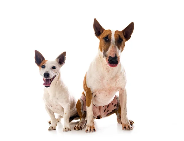 Beyaz Arka Planda Jack Russel Terrier Bull Terrier — Stok fotoğraf