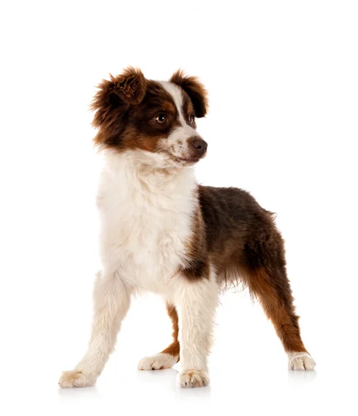 Miniatura American Shepherd Przed Białym Tle — Zdjęcie stockowe