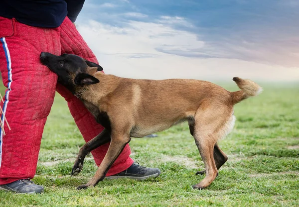 若いベルギー人羊飼いの安全保障のための訓練 — ストック写真