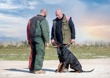 Genç Dobermann doğada korunma eğitimi alıyor. 