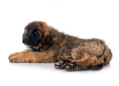 Genç Leonberger beyaz arkaplanın önünde