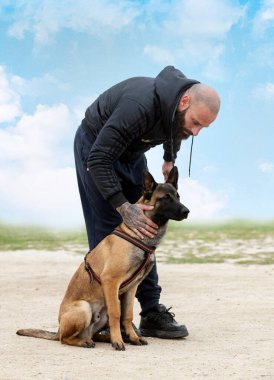 Genç Belçikalı çoban köpeği doğada güvenlik eğitimi alıyor.