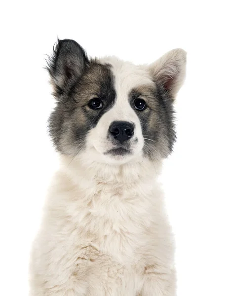 Joven Yakutian Laika Delante Fondo Blanco — Foto de Stock